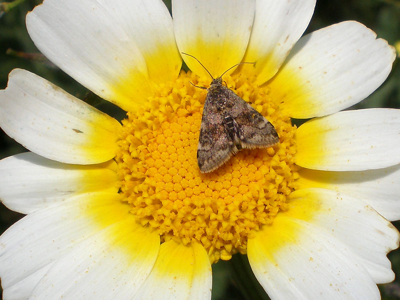 Pyrauste florale