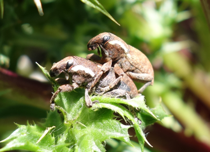 Pseudocleonus grammicus