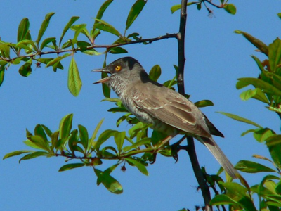 Fauvette épervière