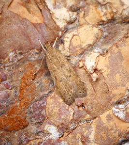 Helcystogramma lutatella