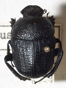 Gymnopleurus flagellatus