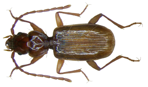 Thalassophilus longicornis