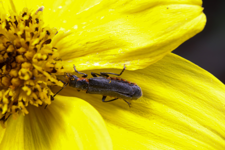 Cantharis pulicaria