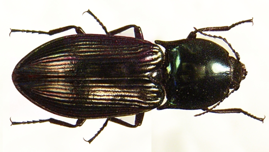 Selatosomus aeneus