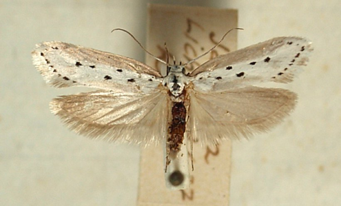 Ethmia terminella