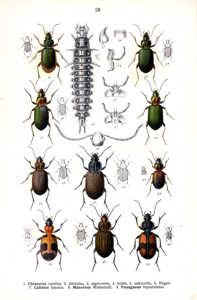 Chlaenius nitidulus