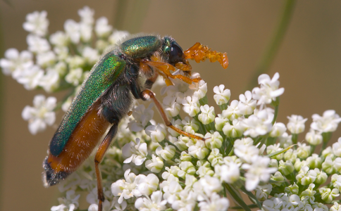 Cerocoma schreberi