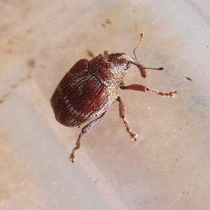 Coeliodes transversealbofasciatus