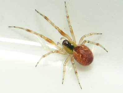 Anelosimus vittatus