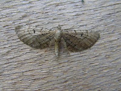 Eupithécie embrouillée (L')