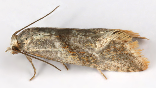 Falseuncaria ruficiliana