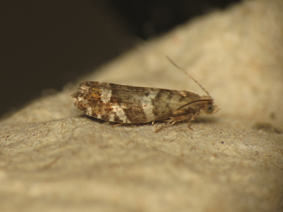 Epinotia fraternana