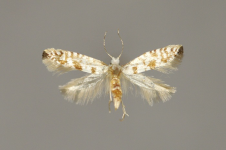 Argyresthia fundella