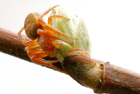 Philodromus rufus