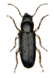 Allecula morio
