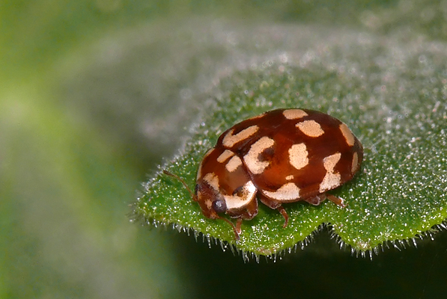 Coccinelle des pins