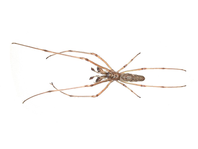 Tetragnatha nigrita