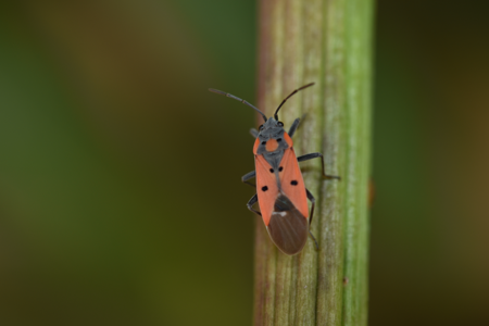 Lygaeus creticus