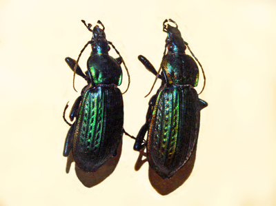 Carabus morbillosus