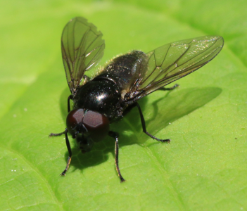 Cheilosia vicina