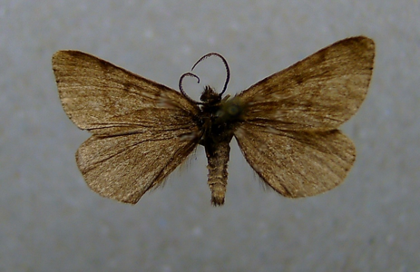 Phalène mouche (La)