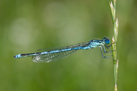 Agrion de Vander Linden