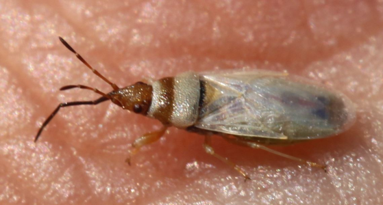 Oxycarenus pallens