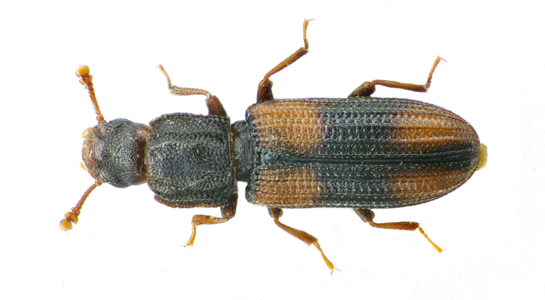 Bitoma crenata