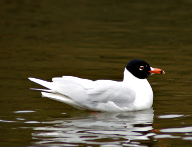 Mouette mélanocéphale