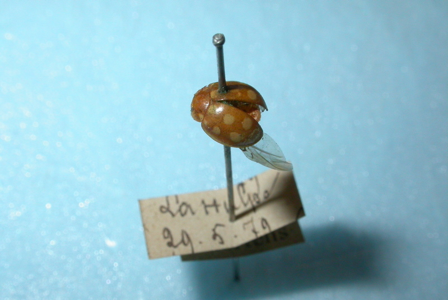 Calvia quindecimguttata