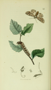 Noctuelle bimaculée (La)