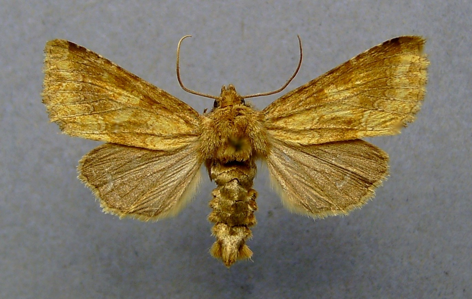 Noctuelle limoneuse (La)
