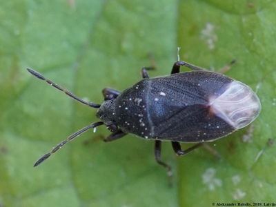Stygnocoris rusticus