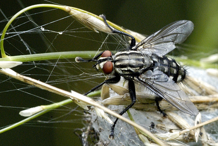 Mouche à damier