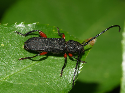 Ropalopus femoratus
