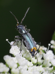 Clanoptilus elegans