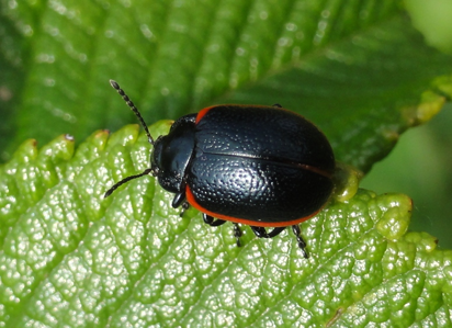 Chrysomèle noire à bordure rouge