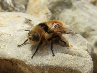 Cephenemyia stimulator