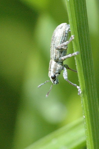 Sitona suturalis