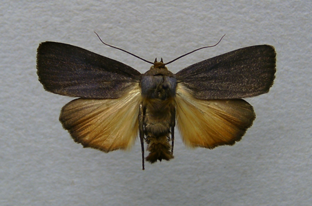 Noctuelle livide (La)