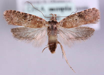 Agonopterix purpurea
