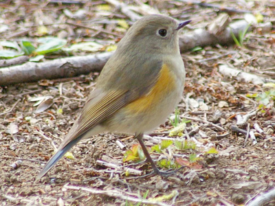Robin à flancs roux