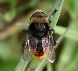 Mouche des narcisses