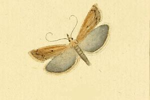Crambus contaminé