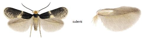 Ectoedemia suberis