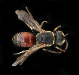 Hylaeus variegatus