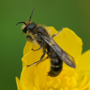 Chelostoma rapunculi
