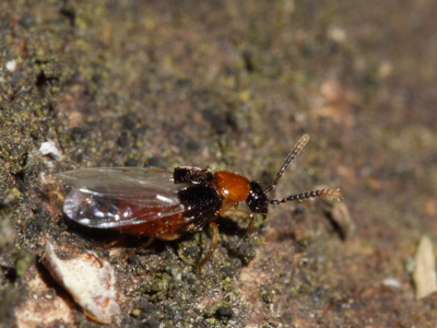 Zyras collaris