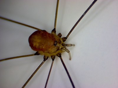 Leiobunum blackwallii
