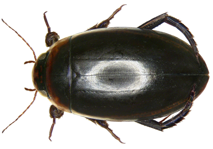 Hydaticus seminiger